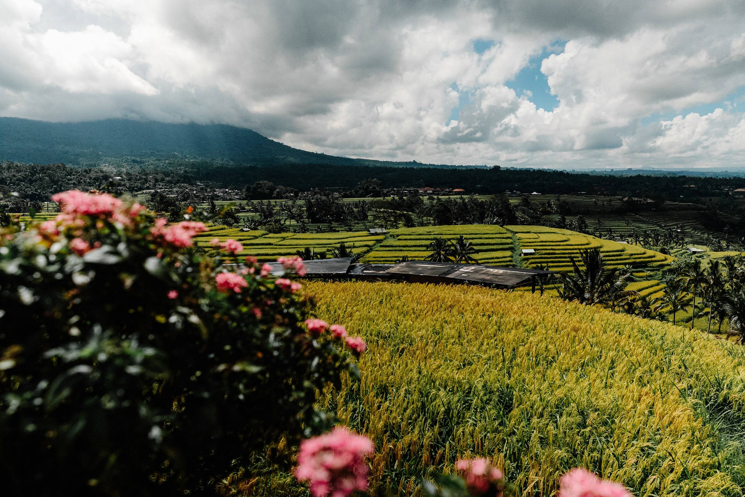 Reisterrassen von Jatiluwih auf Bali mit Blick zum Vulkan Batukaru